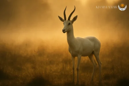 تعبیر خواب دیدن آهو