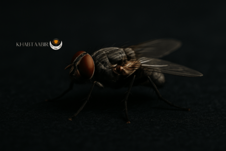 تعبیر خواب مگس